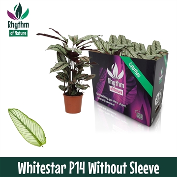 Calathea 14cm Whitestar Rhythm of Nature zonder hoes