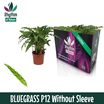 Calathea 12cm Bluegrass Rhythm of Nature zonder hoes