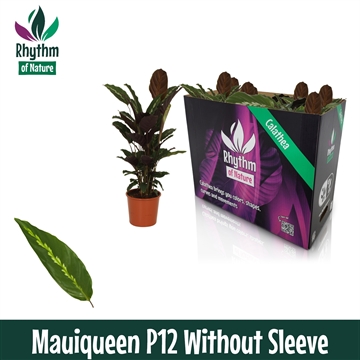 Calathea 12cm Mauiqueen Rhythm of Nature zonder hoes