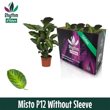 Calathea 12cm Misto Rhythm of Nature zonder hoes