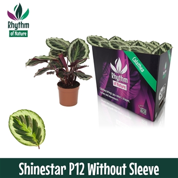 Calathea 12cm Shinestar Rhythm of Nature zonder hoes