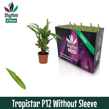 Calathea 12cm Tropistar Rhythm of Nature zonder hoes