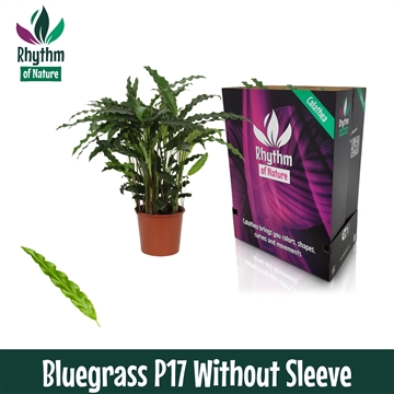 Calathea 17cm Bluegrass Rhythm of Nature zonder hoes