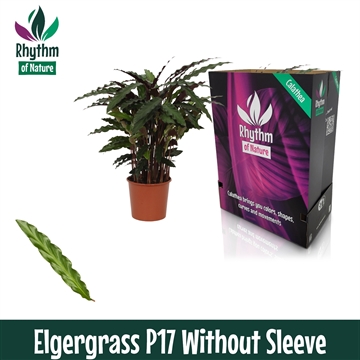 Calathea 17cm Elgergrass Rhythm of Nature zonder hoes