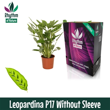 Calathea 17cm Leopardina Rhythm of Nature zonder hoes