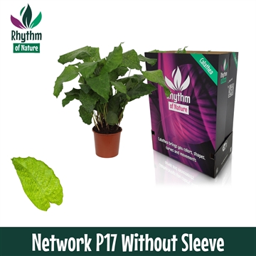 Calathea 17cm Network Rhythm of Nature zonder hoes