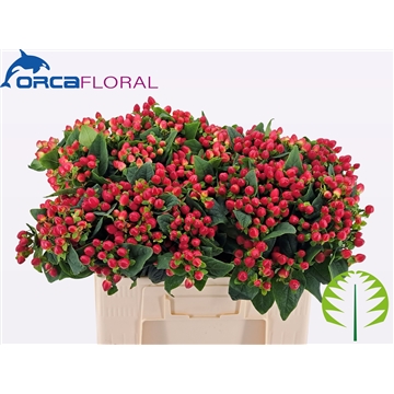 Hypericum Mag Triumph