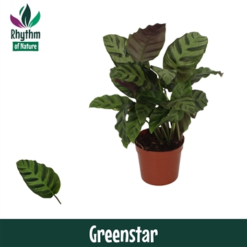 Calathea 12cm Greenstar Rhythm of Nature