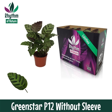 Calathea 12cm Greenstar Rhythm of Nature zonder hoes