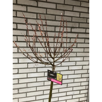 Salix Mount Aso