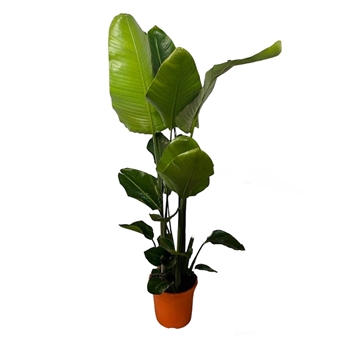STRELITZIA AUGUSTA 3PP M-30