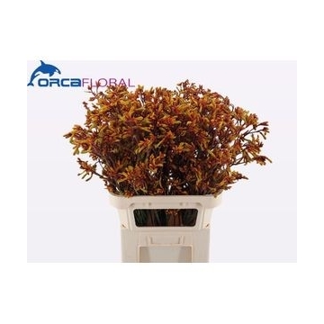 anigozanthos gold fever 90