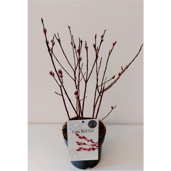 Salix Mount Aso bush p17 (ASOBUSH) - FloraXchange