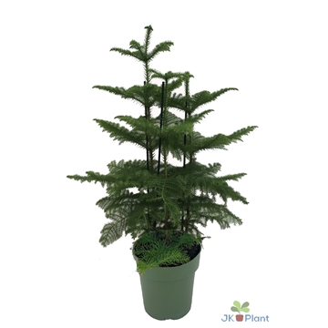 ※まみむー※DAC Plant Delivery ML-4D/OUT-E | DSPミキサー内蔵4ライン出力Danteコンバーター | TASCAM