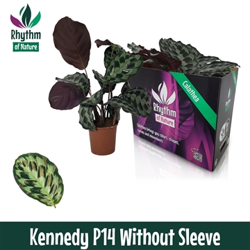 Calathea 14cm Kennedy Rhythm of Nature zonder hoes
