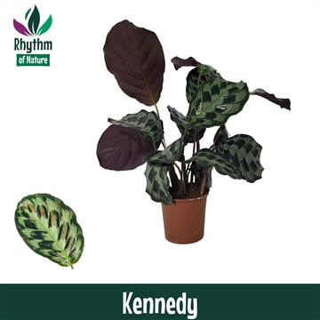 Calathea 14cm Kennedy Rhythm of Nature