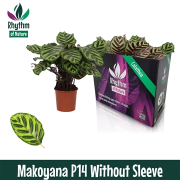 Calathea 14cm Makoyana Rhythm of Nature zonder hoes