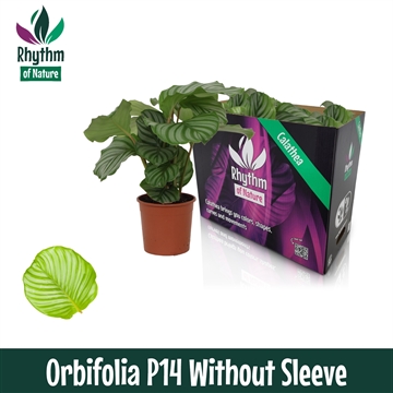 Calathea 14cm Orbiflolia Rhythm of Nature zonder hoes