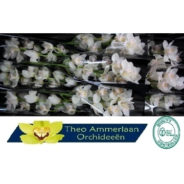 Muscle White 60 x10