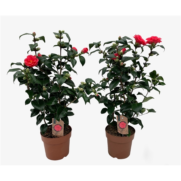 Camellia Japonica Mary Williams 20-25 knoppen (bon eig) - FloraXchange