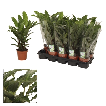 Calathea 12cm Tropistar