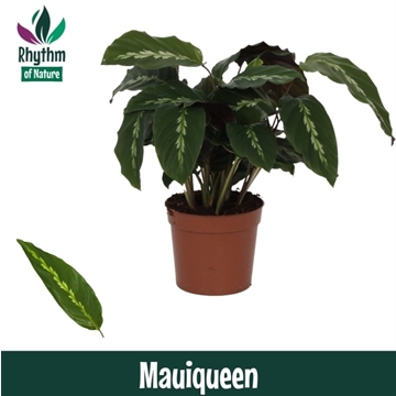 Calathea 12cm Mauiqueen Rhythm of Nature