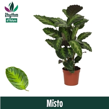 Calathea 12cm Misto Rhythm of Nature