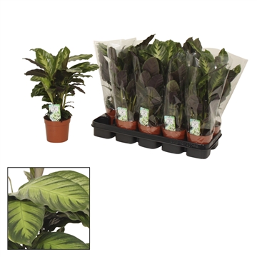 Calathea 12cm Misto