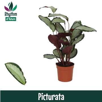 Calathea 12cm Picturata Rhythm of Nature