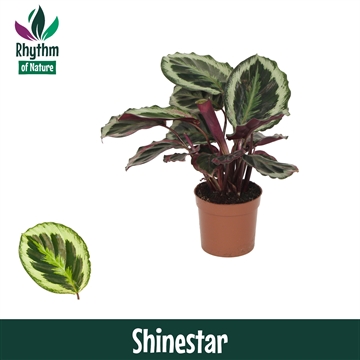 Calathea 12cm Shinestar Rhythm of Nature