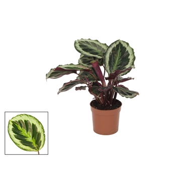 Calathea 12cm Shinestar