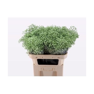 Gypsophilla geverfd mint 80