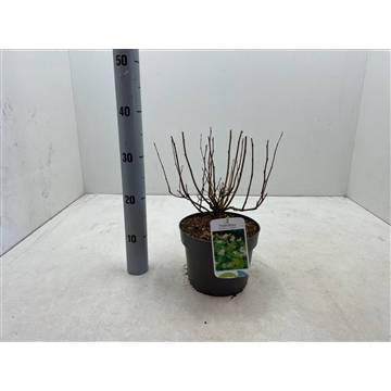 Physocarpus opulifolius &#39;Nugget C3