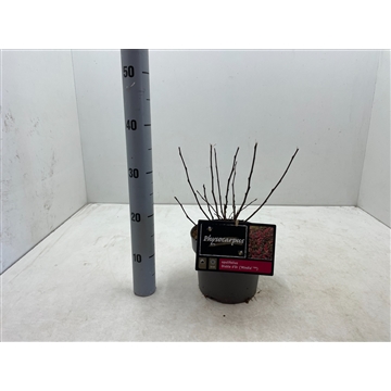 Physocarpus opulifolius &#39;Diable d&#39;or&#39; C3