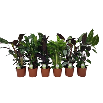 Calathea 17cm gemengd wk 4 t/m 6