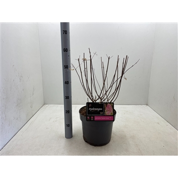 Hydrangea paniculata &#39; Sundea Fraise&#39; C7,5