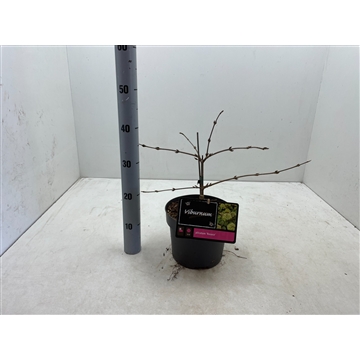 Viburnum plicatum rosace
