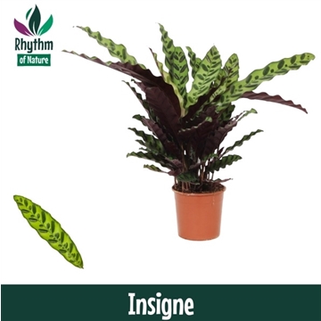 Calathea 14cm Insigne Rhythm of Nature (Lancifolia)