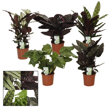 Calathea 14cm Special mix