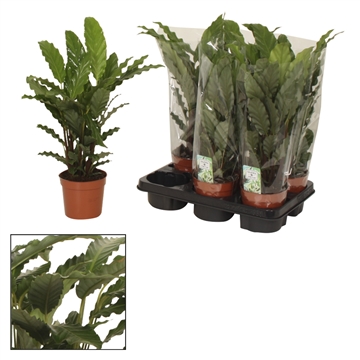 Calathea 14cm Tropistar