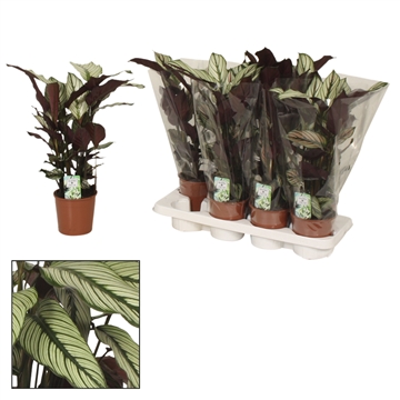 Calathea 14cm Whitestar