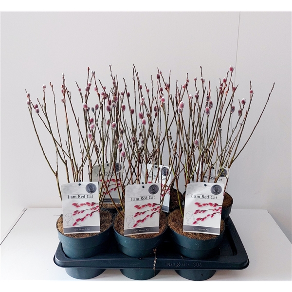 Salix Mount Aso bush p17 (ASOBUSH) - FloraXchange