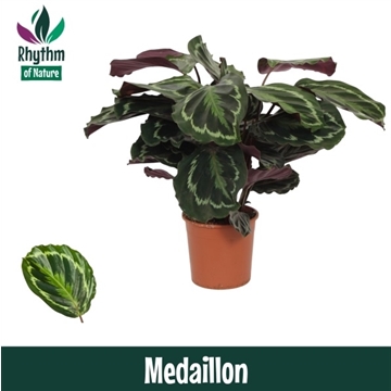 Calathea 14cm Medaillon Rhythm of Nature