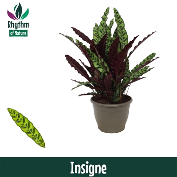 Calathea 32cm Insigne Rhythm of Nature
