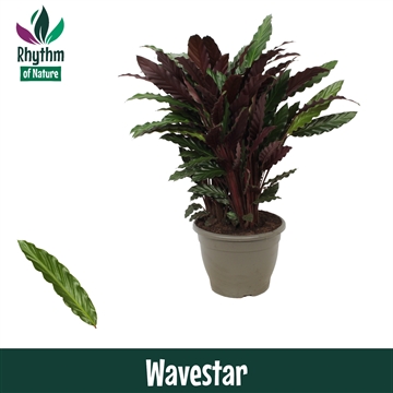 Calathea 32cm Wavestar Rhythm of Nature (Rufibarba)