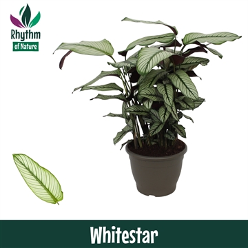 Calathea 32cm Whitestar Rhythm of Nature