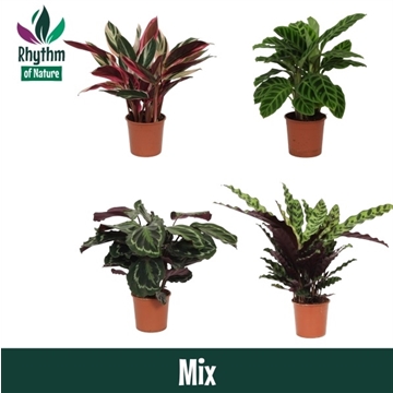 Calathea 14cm gemengd Rhythm of Nature zonder hoes