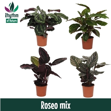 Calathea 14cm Roseo mix Rhythm of Nature