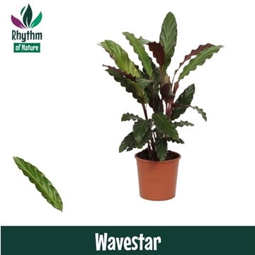 Calathea 14cm Wavestar Rhythm of Nature (Rufibarba)