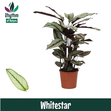 Calathea 14cm Whitestar Rhythm of Nature